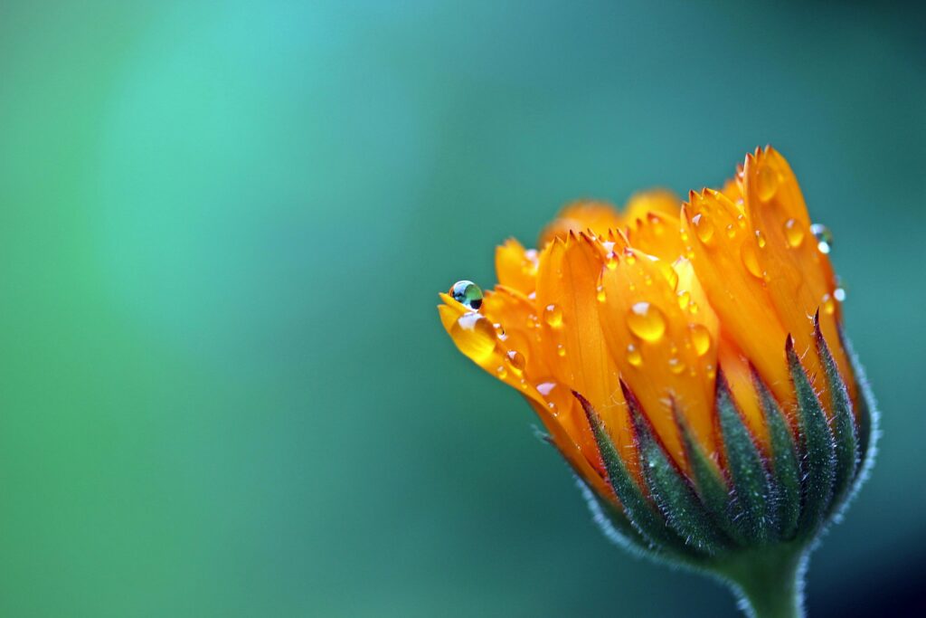 Close-up of an orange Calendula flower with dew drops, showcasing nature's delicate beauty.