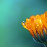Close-up of an orange Calendula flower with dew drops, showcasing nature's delicate beauty.